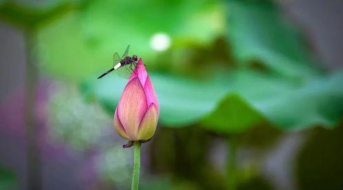 小池娱乐吃瓜,揭秘娱乐圈最新吃瓜事件